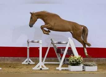 BWP (cheval de sang belge), Jument, 3 Ans, 166 cm, Alezan