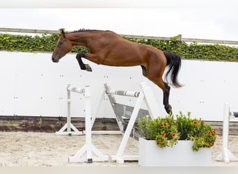 BWP (cheval de sang belge), Jument, 3 Ans, 169 cm, Bai