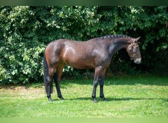 BWP (cheval de sang belge), Jument, 3 Ans, Bai brun