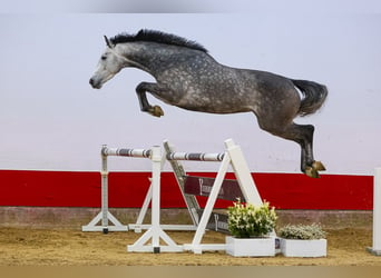 BWP (cheval de sang belge), Jument, 4 Ans, 162 cm, Bai