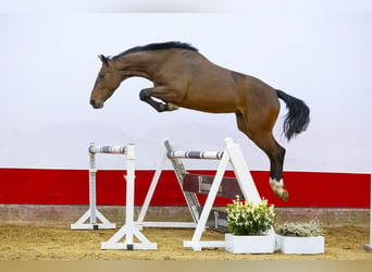 BWP (cheval de sang belge), Jument, 4 Ans, 164 cm, Bai