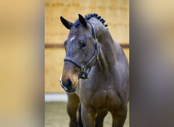BWP (cheval de sang belge), Jument, 4 Ans, 168 cm, Bai brun