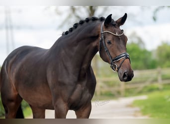 BWP (cheval de sang belge), Jument, 4 Ans, 168 cm, Bai