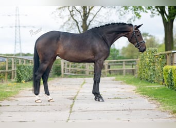 BWP (cheval de sang belge), Jument, 4 Ans, 168 cm, Bai