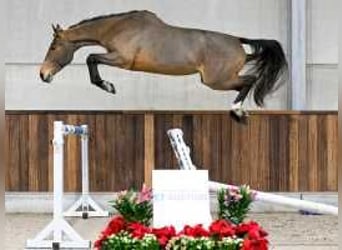 BWP (cheval de sang belge), Jument, 4 Ans, 168 cm, Bai clair