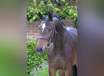 BWP (cheval de sang belge), Jument, 4 Ans, 169 cm, Bai brun