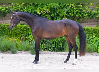 BWP (cheval de sang belge), Jument, 4 Ans, 169 cm, Bai brun