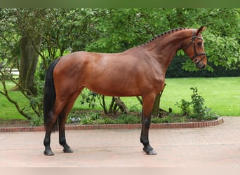 BWP (cheval de sang belge), Jument, 4 Ans, 170 cm, Bai