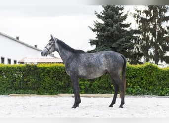 BWP (cheval de sang belge), Jument, 5 Ans, 158 cm, Gris