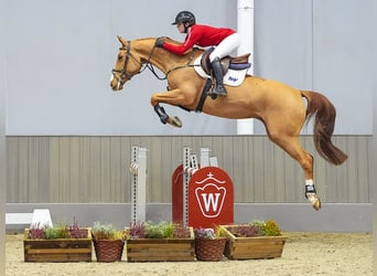 BWP (cheval de sang belge), Jument, 5 Ans, 161 cm, Alezan