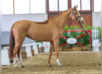 BWP (cheval de sang belge), Jument, 5 Ans, 161 cm, Alezan
