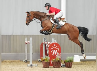 BWP (cheval de sang belge), Jument, 5 Ans, 161 cm, Bai