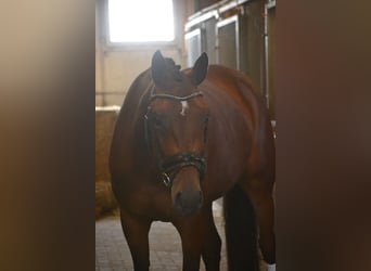 BWP (cheval de sang belge), Jument, 5 Ans, 165 cm, Bai