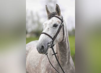 BWP (cheval de sang belge), Jument, 5 Ans, 166 cm