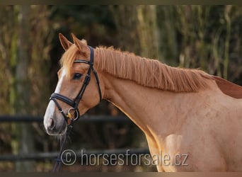 BWP (cheval de sang belge), Jument, 5 Ans, 167 cm, Alezan