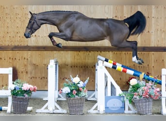 BWP (cheval de sang belge), Jument, 5 Ans, 171 cm, Bai cerise