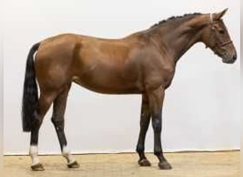 BWP (cheval de sang belge), Jument, 5 Ans, 172 cm, Bai