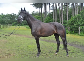 BWP (cheval de sang belge), Jument, 5 Ans, 174 cm, Noir