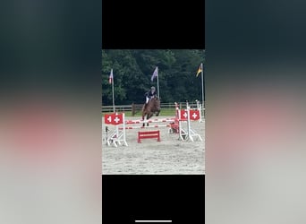 BWP (cheval de sang belge), Jument, 6 Ans, 169 cm, Bai