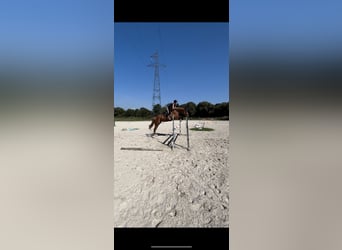 BWP (cheval de sang belge), Jument, 6 Ans, 170 cm, Alezan