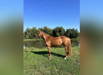 BWP (cheval de sang belge), Jument, 6 Ans, 170 cm, Alezan