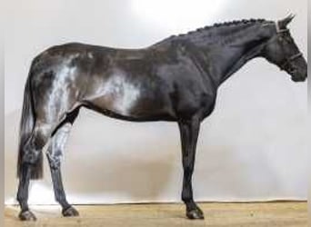 BWP (cheval de sang belge), Jument, 6 Ans, 173 cm, Bai brun foncé