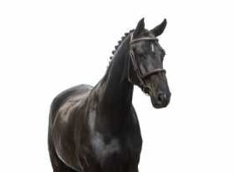 BWP (cheval de sang belge), Jument, 6 Ans, 173 cm, Bai brun foncé