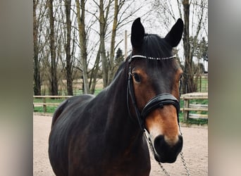 BWP (cheval de sang belge), Jument, 7 Ans, 160 cm, Bai brun foncé