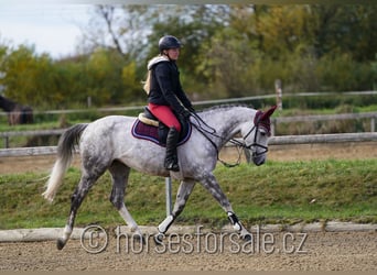 BWP (cheval de sang belge), Jument, 7 Ans, 160 cm, Gris