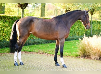 BWP (cheval de sang belge), Jument, 7 Ans, 161 cm, Bai brun