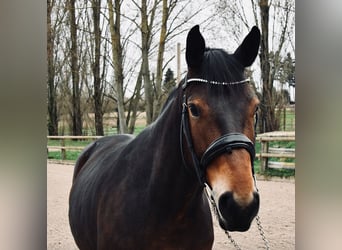 BWP (cheval de sang belge), Jument, 7 Ans, 161 cm, Bai brun foncé