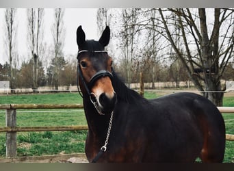 BWP (cheval de sang belge), Jument, 7 Ans, 161 cm, Bai brun foncé