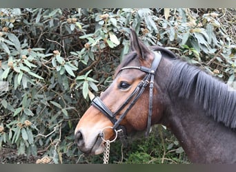 BWP (cheval de sang belge), Jument, 7 Ans, 161 cm, Bai brun foncé