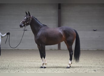 BWP (cheval de sang belge), Jument, 7 Ans, 165 cm, Bai brun foncé