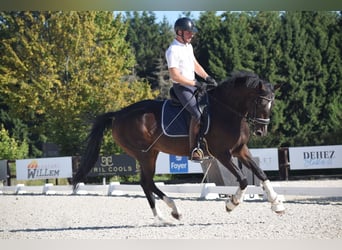 BWP (cheval de sang belge), Jument, 7 Ans, 165 cm, Bai brun foncé