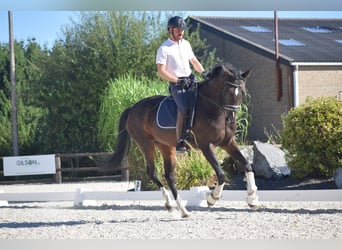 BWP (cheval de sang belge), Jument, 7 Ans, 165 cm, Bai brun foncé