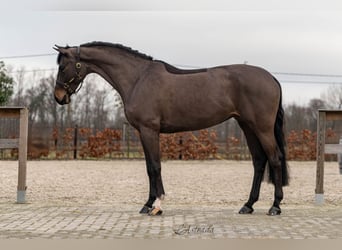 BWP (cheval de sang belge), Jument, 7 Ans, 166 cm, Bai brun foncé