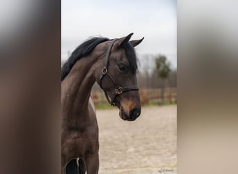 BWP (cheval de sang belge), Jument, 7 Ans, 166 cm, Bai brun foncé