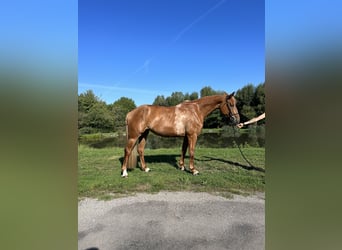 BWP (cheval de sang belge), Jument, 7 Ans, 170 cm, Alezan