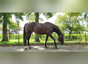 BWP (cheval de sang belge), Jument, 7 Ans, 170 cm, Bai brun