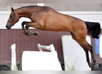 BWP (cheval de sang belge), Jument, 7 Ans, 184 cm, Bai