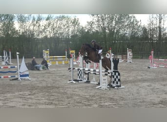 BWP (cheval de sang belge), Jument, 8 Ans, 162 cm, Bai