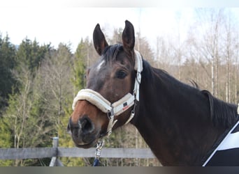 BWP (cheval de sang belge), Jument, 9 Ans, 172 cm, Bai