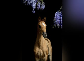 BWP (cheval de sang belge), Jument, Poulain (04/2023), Alezan brûlé