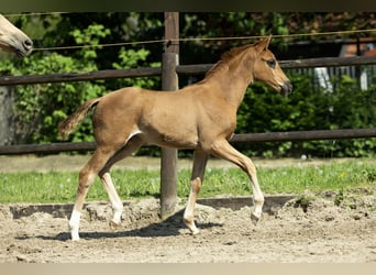 BWP (cheval de sang belge), Jument, Poulain (04/2023), Alezan brûlé