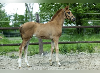 BWP (cheval de sang belge), Jument, Poulain (04/2023), Alezan brûlé