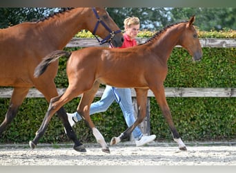 BWP (cheval de sang belge), Jument, Poulain (06/2023), Bai cerise
