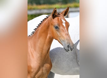 BWP (cheval de sang belge), Jument, Poulain (05/2023), Bai cerise