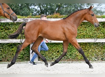 BWP (cheval de sang belge), Jument, Poulain (04/2023), Bai cerise