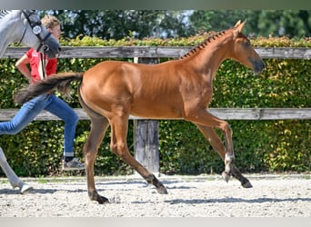 BWP (cheval de sang belge), Jument, Poulain (05/2023), Bai cerise